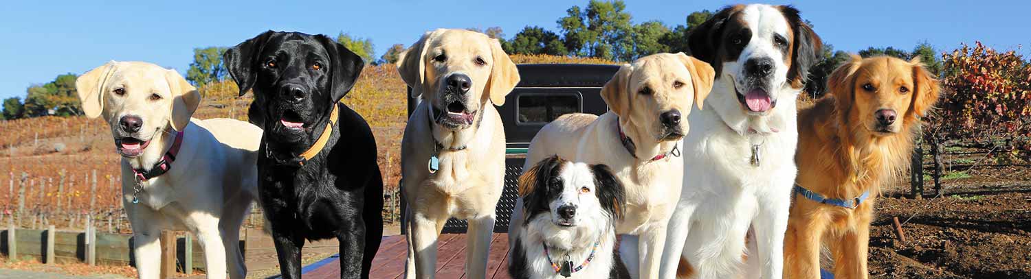Summerland Wine Dogs | Summerland Winery